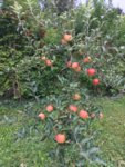 Apfelbaum.jpg