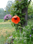 Forum Mohn 2019_05_21 P1120270.jpg