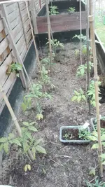 Tomaten.jpg