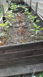 Paprika.webp
