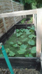 Zucchini Hochbeet.jpg