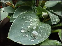 c017.webp