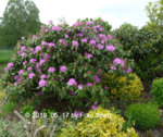 Forum Rhododendron 2019_05_17 P1120189.jpg