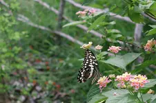 PC180246 - Kopie.webp