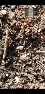 Screenshot_20190522-162205_Video Player.webp