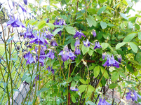 HGN 1.webp
