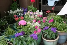 Mai 1319.webp