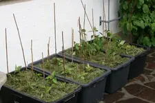 Paprika2019.webp