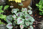 Heuchera1319.JPG