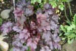 Heuchera1419.JPG