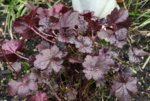 Heuchera1719.JPG