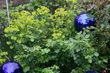Mai 1019.webp