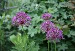 Allium1319.JPG