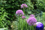 Allium1419.JPG