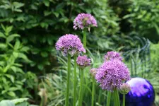 Allium1419.webp