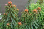 Euphorbia0819.JPG