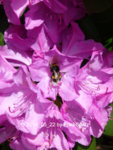 Forum Rhododendron 2019_05_22 P1120297.jpg