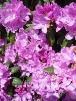 Forum Rhododendron 2019_05_22 P1120293.webp