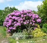 Forum Rhododendron 2019_05_22 P1120284.jpg