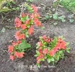 Forum Azalee Insel 2019_05_22 P1120276.webp