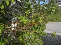IMG_20190518_174045.webp