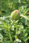 mohn-1.jpg
