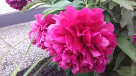 20190523_165701.webp