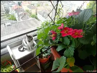 c021.webp