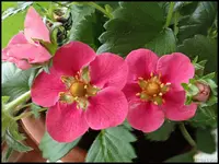 c022.webp