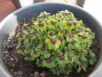 20190523_175228.webp