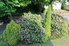 IMG_5929.webp