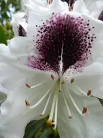 P1120799.webp