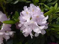 P1120837.webp