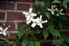 IMGP3509.webp