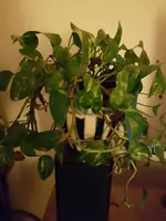 20190523_222621.webp