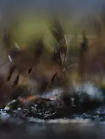 0M3A8663.webp