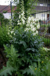 Diptam0107.jpg