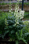Diptam0207.jpg