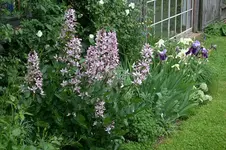 Diptam0308.webp