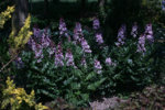 Diptam0311.jpg
