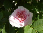 P1120754Rose von Münster.JPG