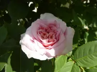 P1120754Rose von Münster.webp