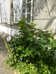 P1120755Rose von Münster.JPG
