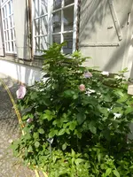 P1120755Rose von Münster.webp