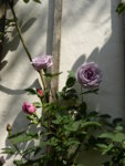 P1120757Azubi.JPG