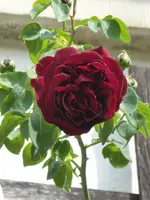 P1120765Thor.webp