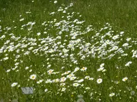 P1120741.webp