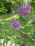P1120743Kugellauch.JPG