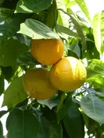 P1120762Bitterorange.webp