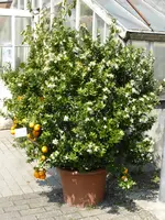 P1120772Myrthenblättrige Orange.JPG